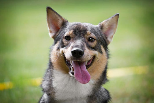 10 AMAZING Facts About DOGS