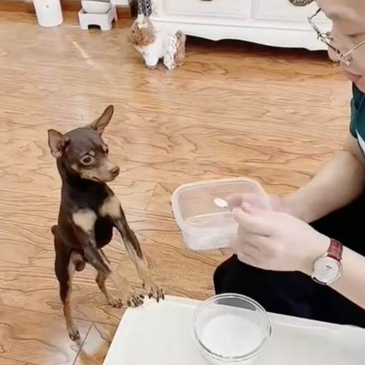 Dog is So Smart!