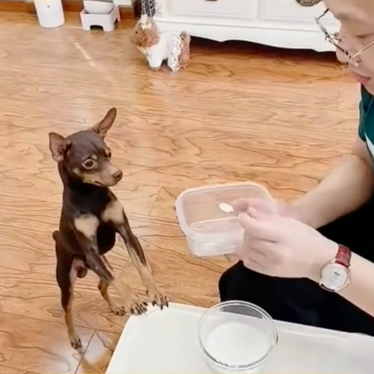 Dog is So Smart!