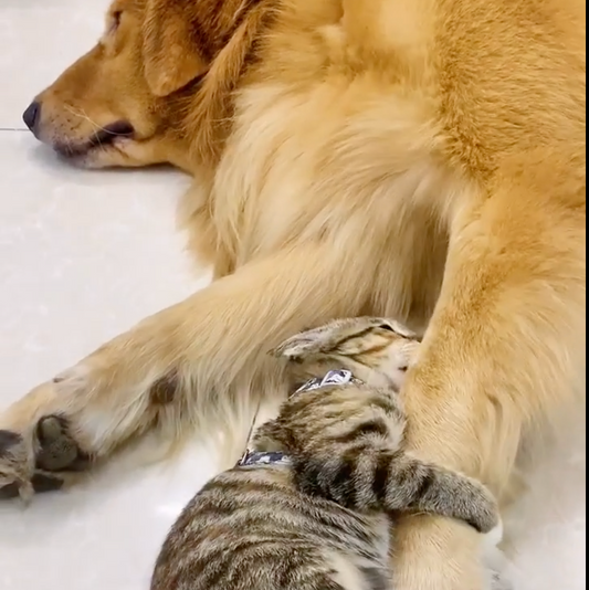 Don't let me go!