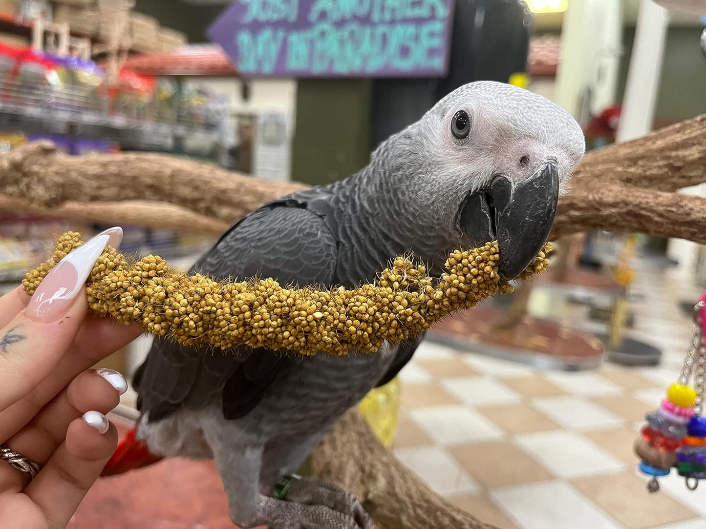 Birds LOVE Economy & Thin Special Spray Millet - Gmo-Free (No Stems Only Edible Tops) for Birds Cockatiel, Lovebird, Parakeet, Finch, Canary All Parrots Healthy Treat