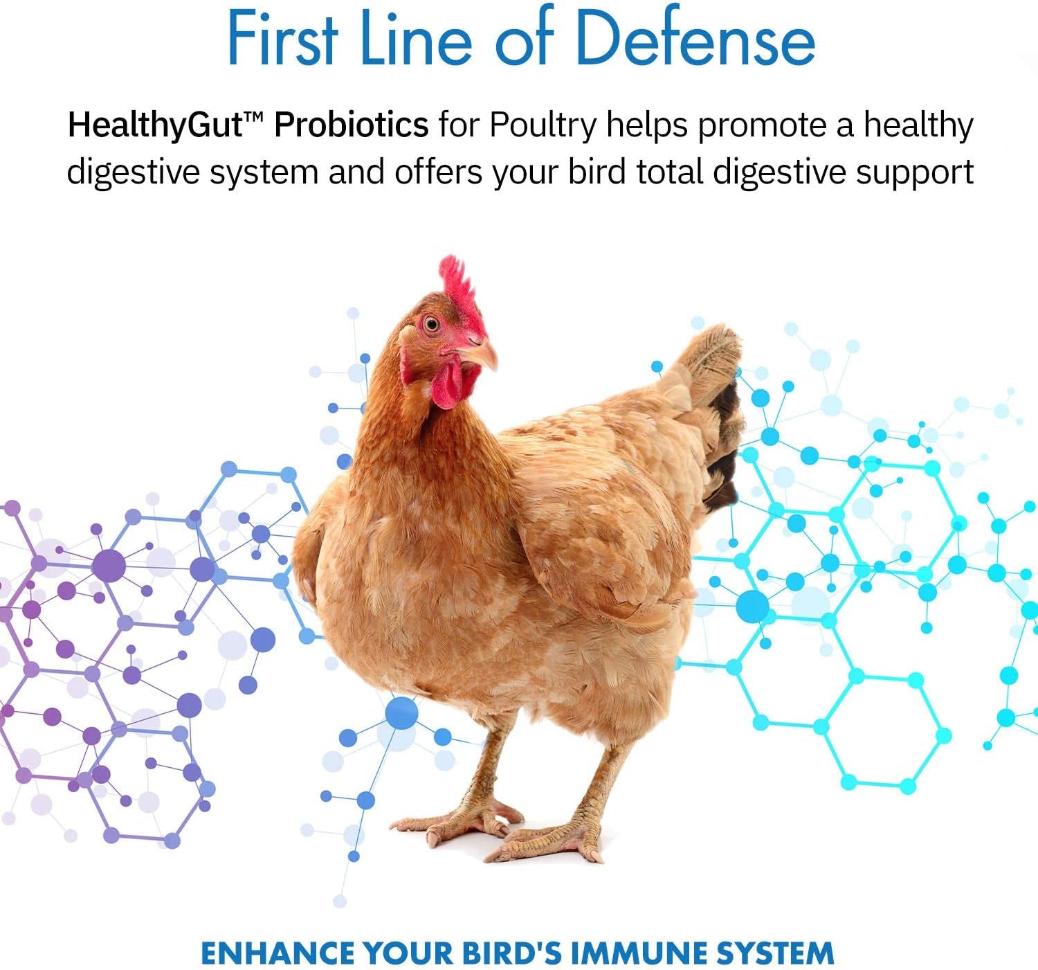 Healthygut Probiotics for Chickens & Poultry, All-Natural Digestive System Dietary Supplement (30 Scoops)