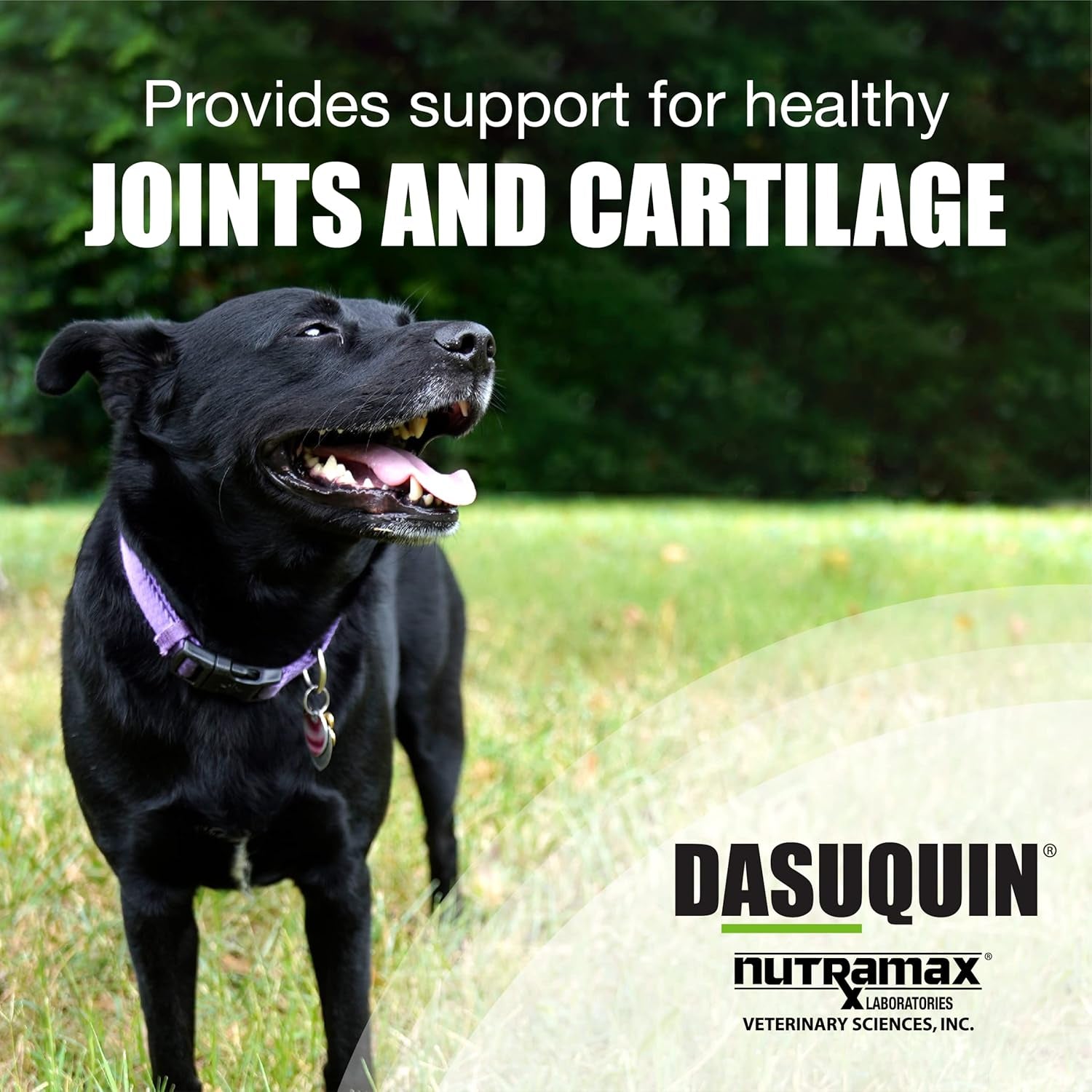 Dasuquin Soft Chews for Large Dogs 150Ct