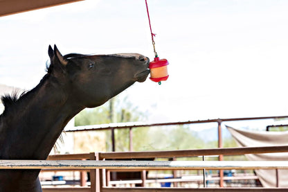 Horsemen'S Pride Stall Snack Treat Holder & Refill for Horses