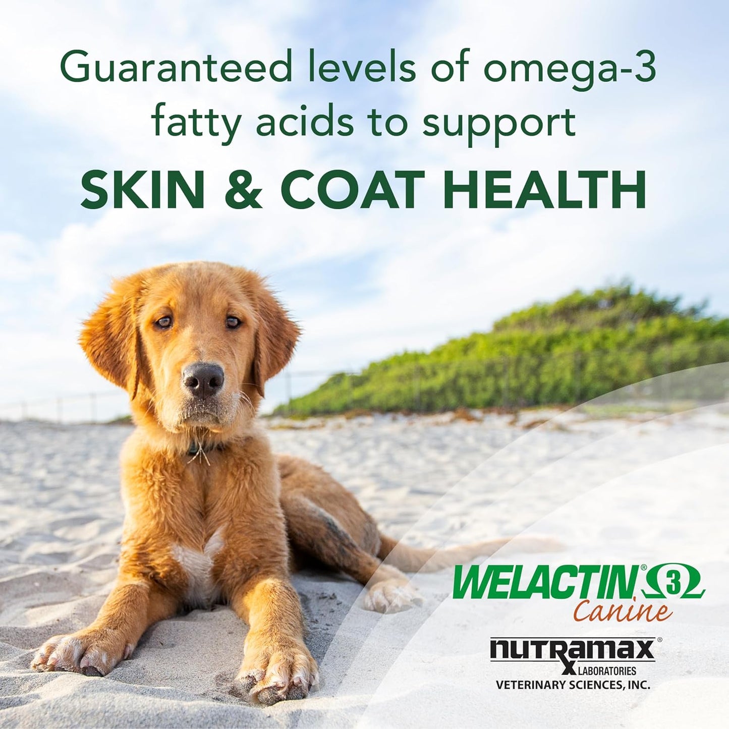 Nutramax Welactin Omega-3 Fish Oil Skin and Coat Health Supplement Liquid for Dogs - 16 Ounce