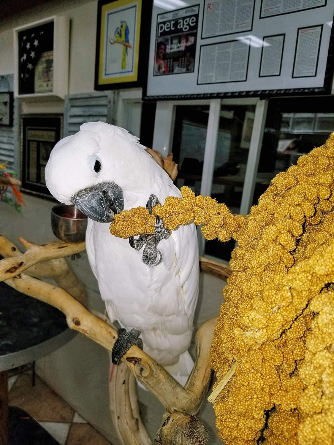 Birds LOVE Wholesome & Lovely Spray Millet - GMO Free (No Stems Only Edible Tops) for Parrots Cockatiel Lovebird Parakeet Finch Canary - Healthy Bird Treat