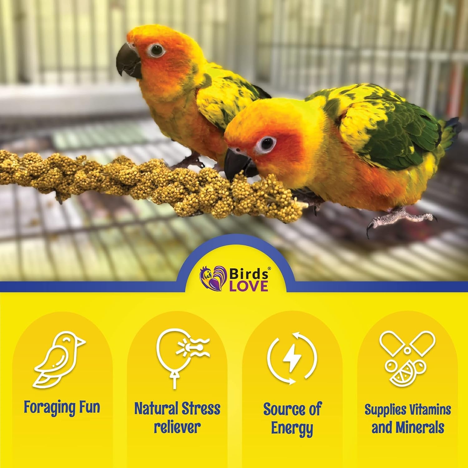 Birds LOVE Economy & Thin Special Spray Millet Gmo-Free (No Stems Only Edible Tops) for Birds Cockatiel Lovebird Parakeet Finch Canary All Parrots Healthy Treat