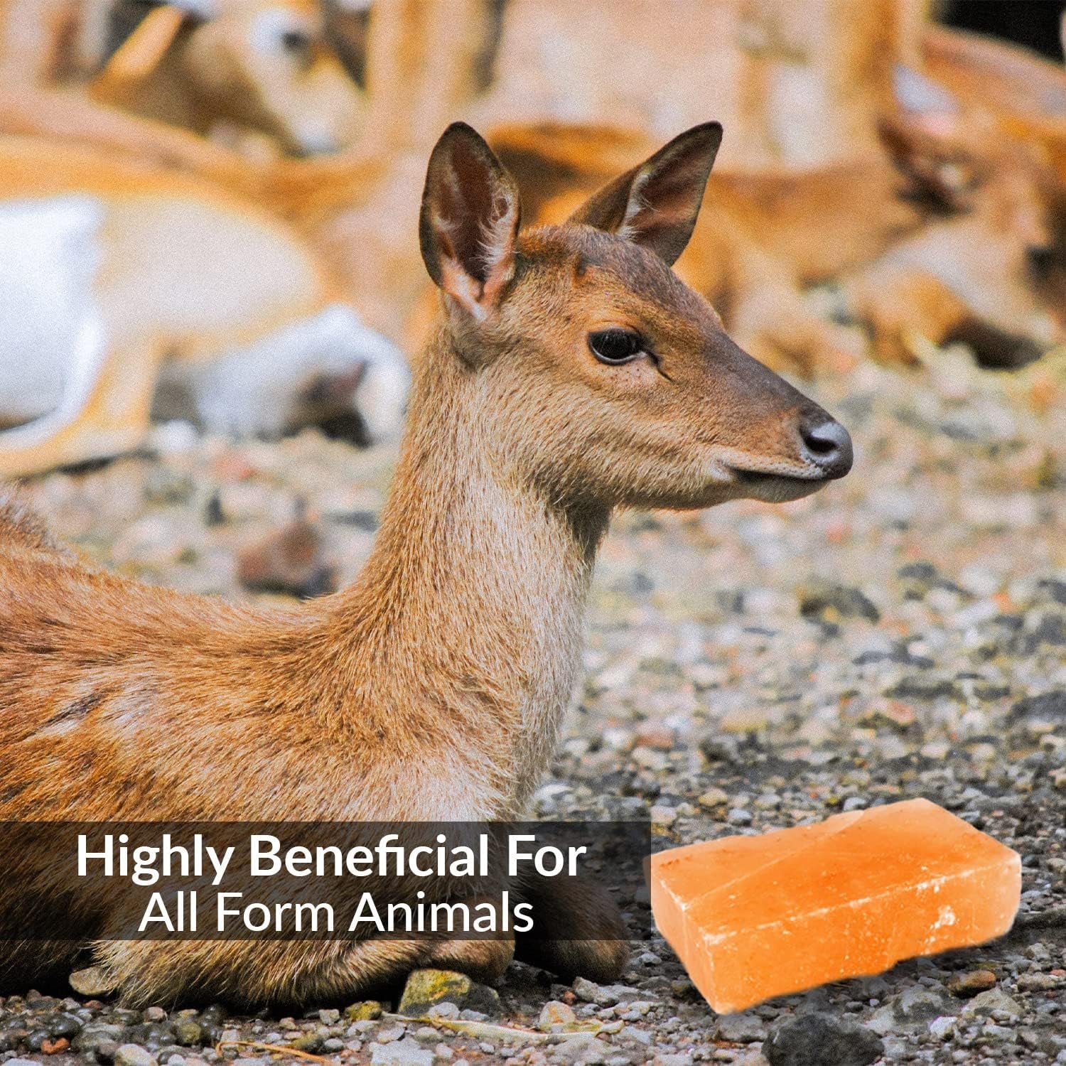 Himalayan Nature - Licking Salt for Deer