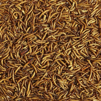 Kaytee Wild Bird Food Mealworms for Bluebirds, Wrens, Robins, Chickadees, Woodpeckers, Cardinals & Chickens