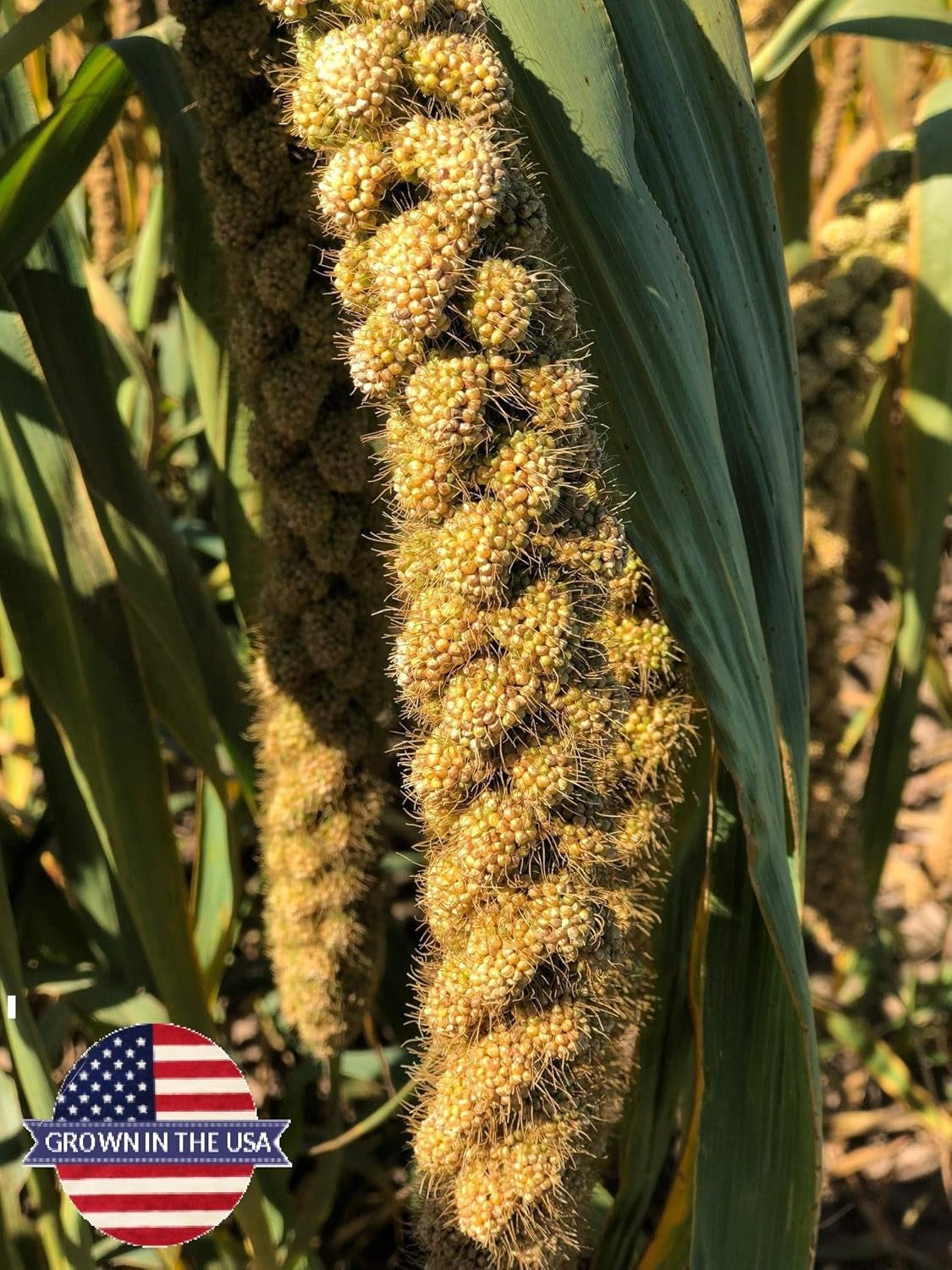 Birds LOVE Wholesome & Lovely Spray Millet - GMO Free (No Stems Only Edible Tops) for Parrots Cockatiel Lovebird Parakeet Finch Canary - Healthy Bird Treat