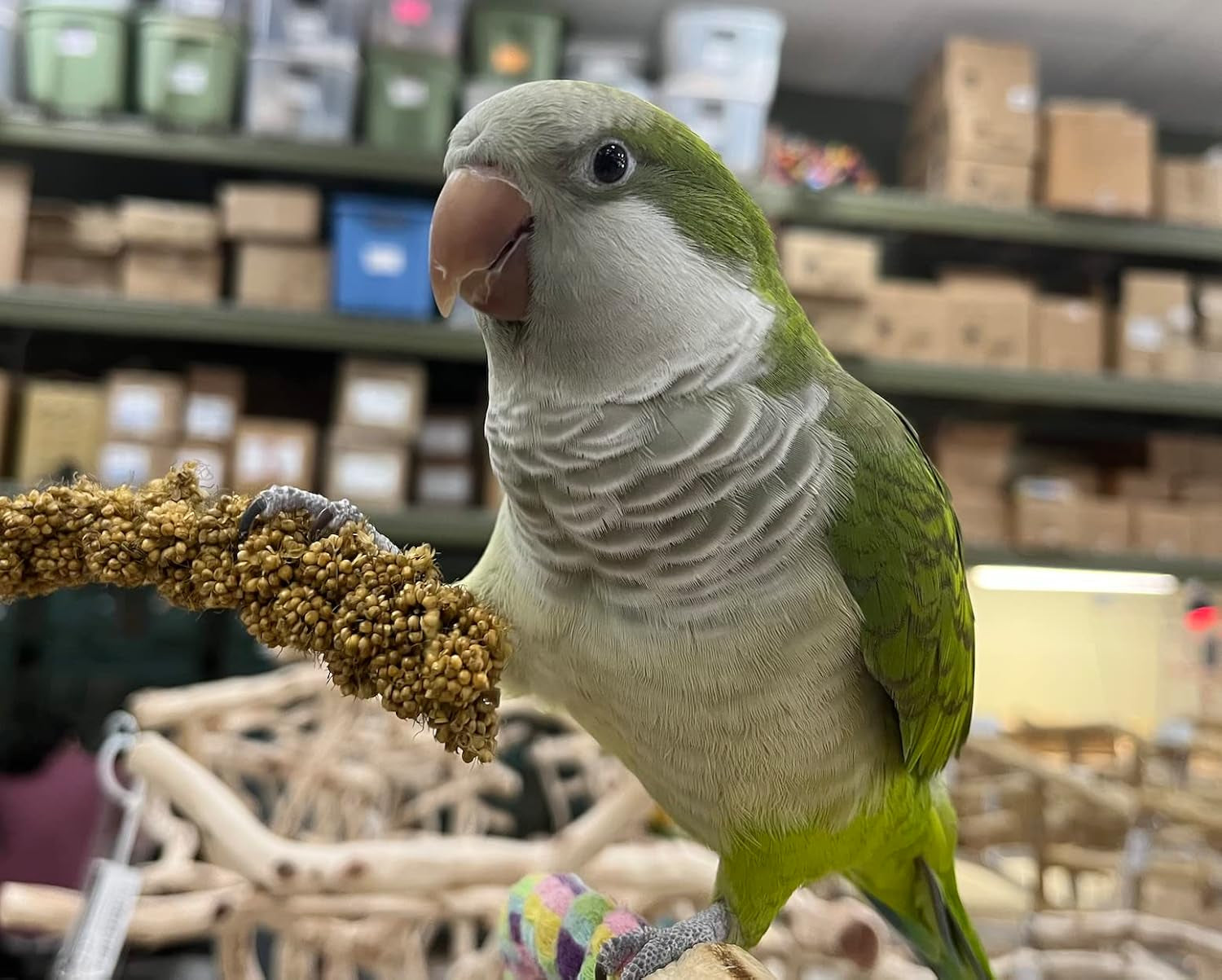 Birds LOVE Economy & Thin Special Spray Millet - Gmo-Free (No Stems Only Edible Tops) for Birds Cockatiel, Lovebird, Parakeet, Finch, Canary All Parrots Healthy Treat