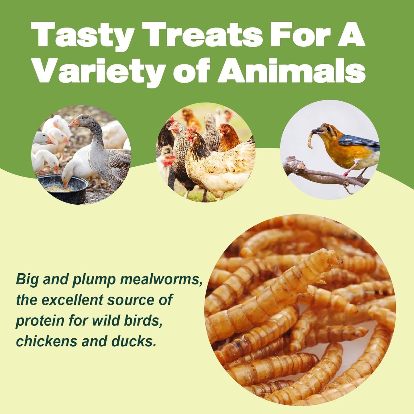 Dried Mealworms 100% Natural Non GMO High Protein Mealworms - Bulk Mealworms for Wild Birds, Chicken Treats, Hamster Food, Gecko Food, Turtle Food, Lizard Food