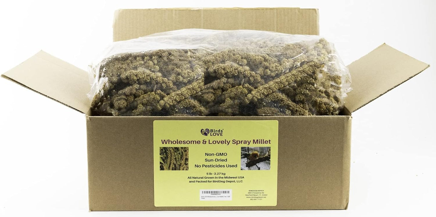 Birds LOVE Wholesome & Lovely Spray Millet Non-Gmo (No Stems Only Edible Tops) for Parrots Birds Cockatiel Lovebird Parakeets Finch Canary All Parrots Healthy Treat