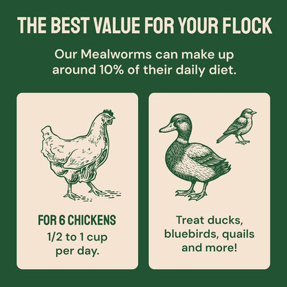 Dried Mealworms - Premium Organic Non-Gmo Dried Mealworms for Chickens - High Protein Chicken Feed Meal Worms for Wild Birds & Chicken Treats for Laying Hens