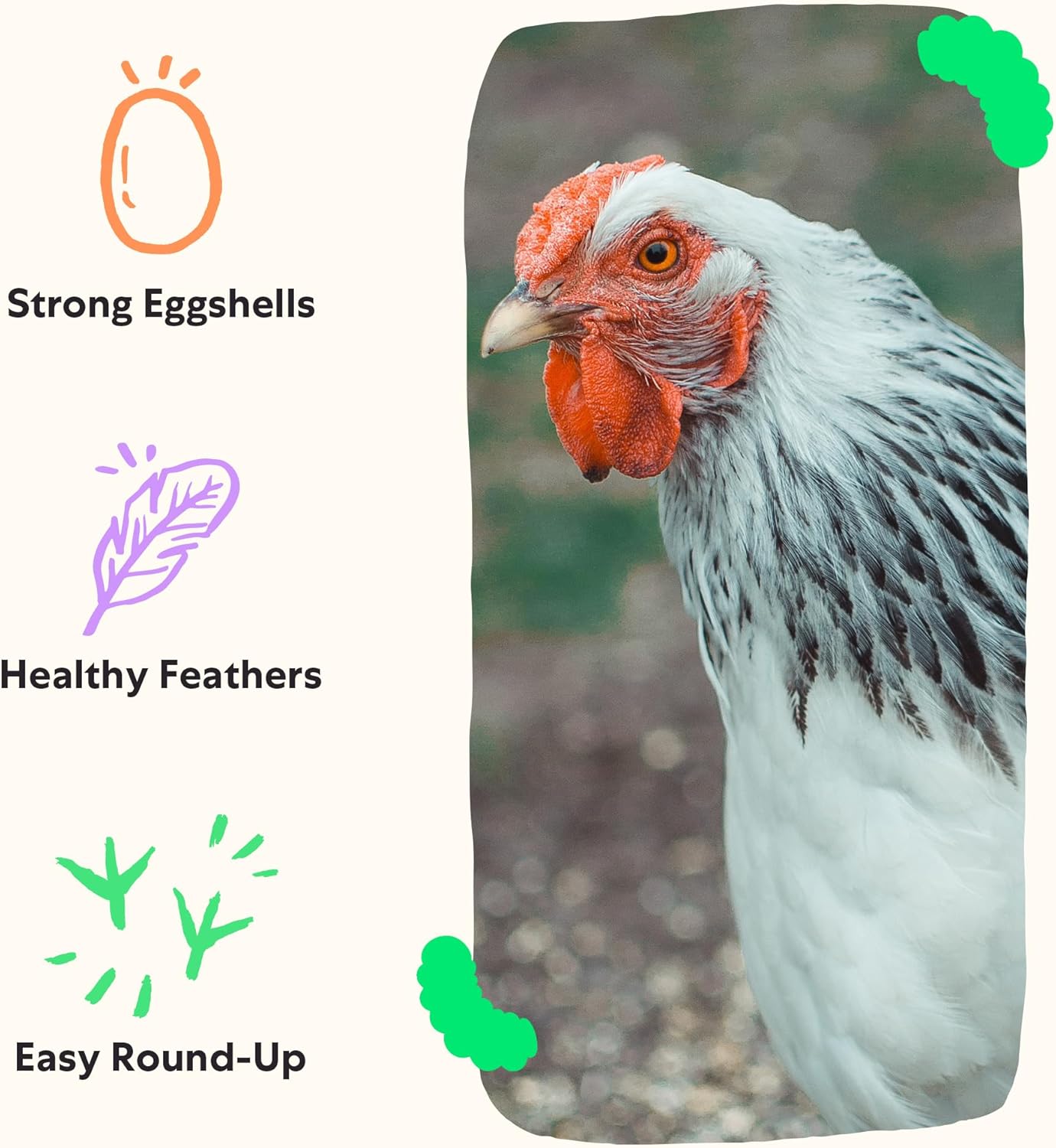 Grubblies - Black Soldier Fly Larvae for Chickens - Nourishing Daily Chicken Treats - for Strong Eggshells and Healthy Feathers - Grubblies World Harvest