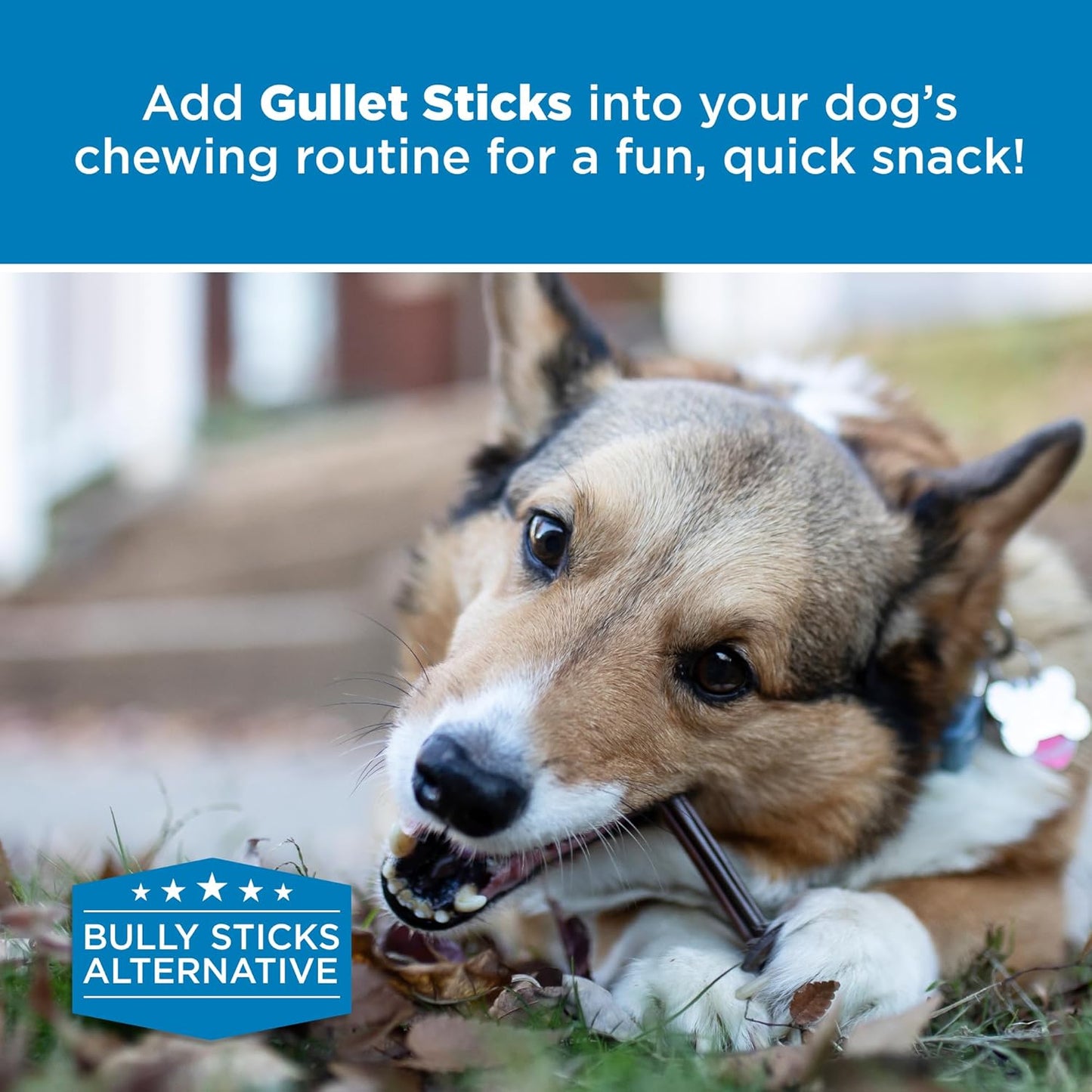 Best Bully Sticks Gullet Stick, Natural Beef Gullet Sticks for Dogs - Rawhide-Free Dog Chews - Thin, Hollow Beef Esophagus Dog Treats