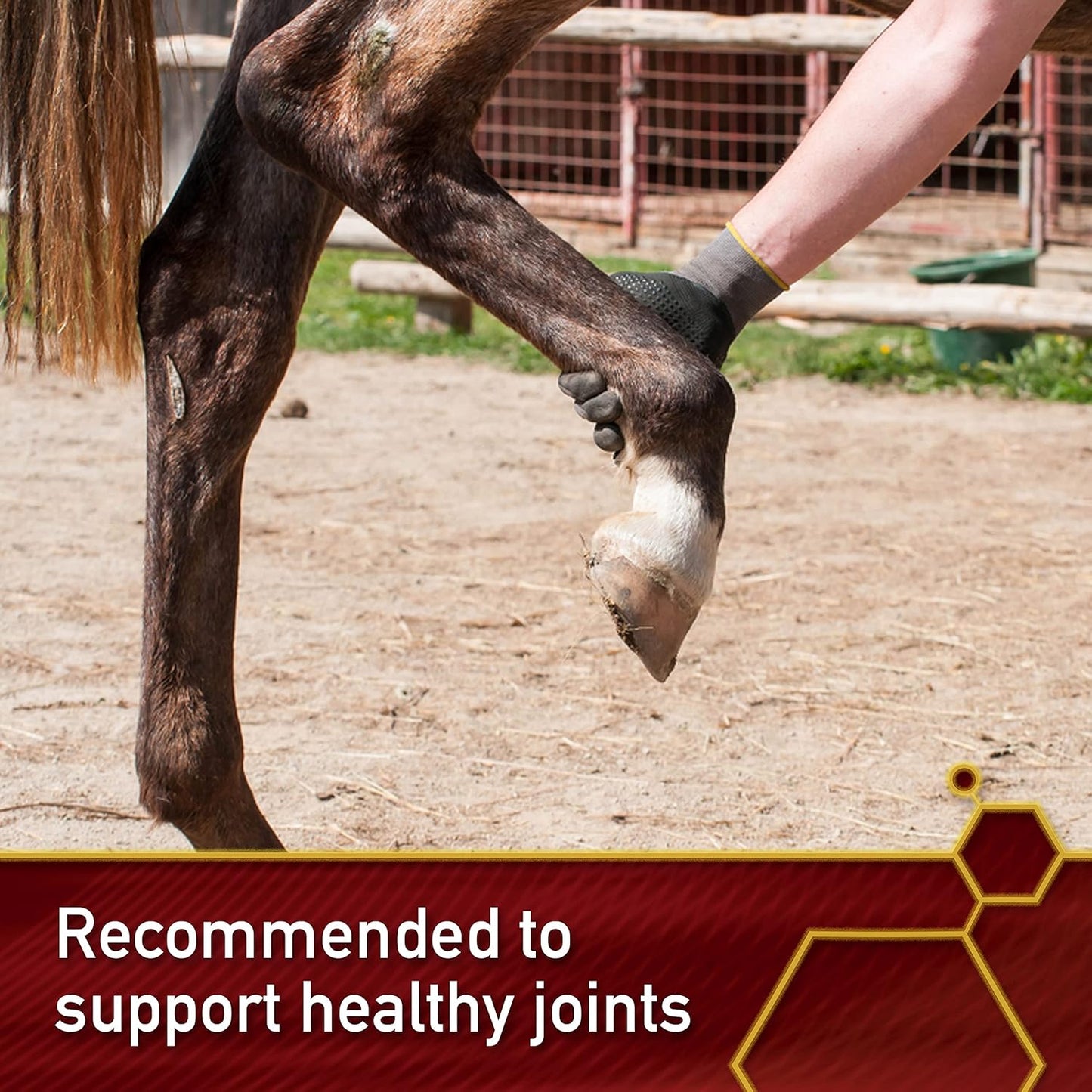 Pro Horse MSM Quality Joint Supplement