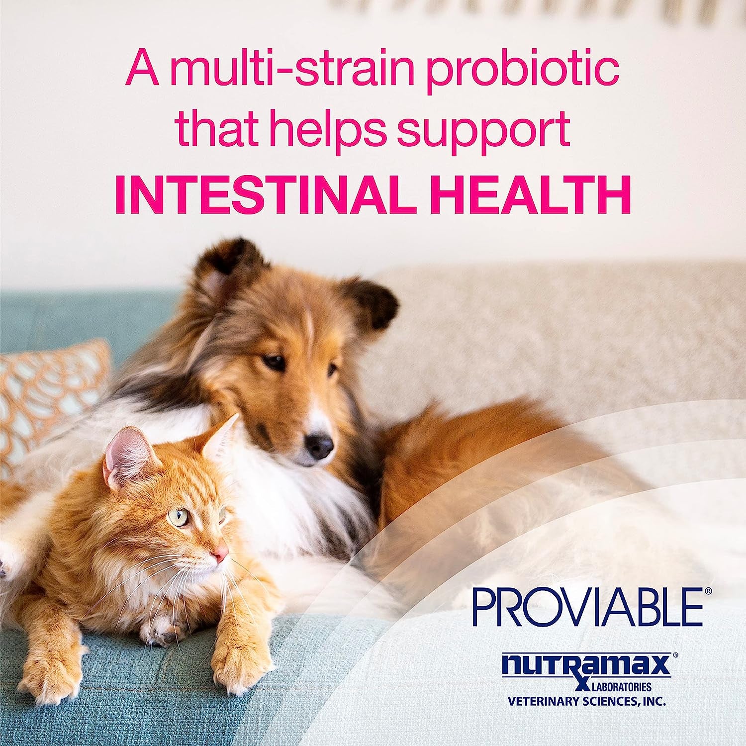 Digestive Health Supplement Multi-Strain Probiotics and Prebiotics for Cats and Dogs - with 7 Strains of Bacteria, 30 Capsules