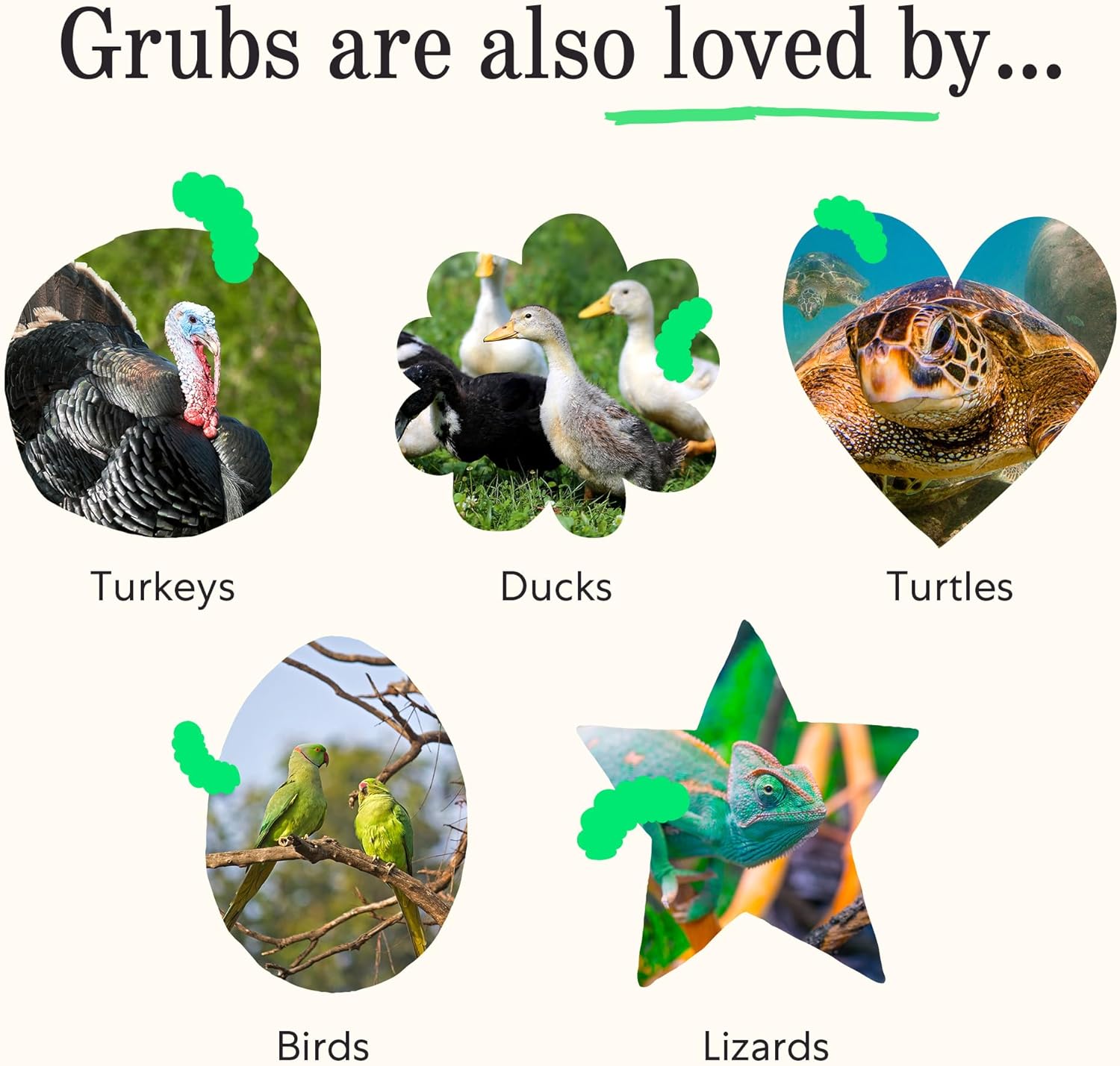 Grubblies - Black Soldier Fly Larvae for Chickens - Nourishing Daily Chicken Treats - for Strong Eggshells and Healthy Feathers - Grubblies World Harvest