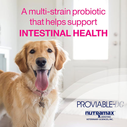 Nutramax Laboratories Proviable Digestive Health Supplement Multi-Strain Probiotics and Prebiotics for Dogs, with 7-Strains of Bacteria, 60 Chewable Tablets