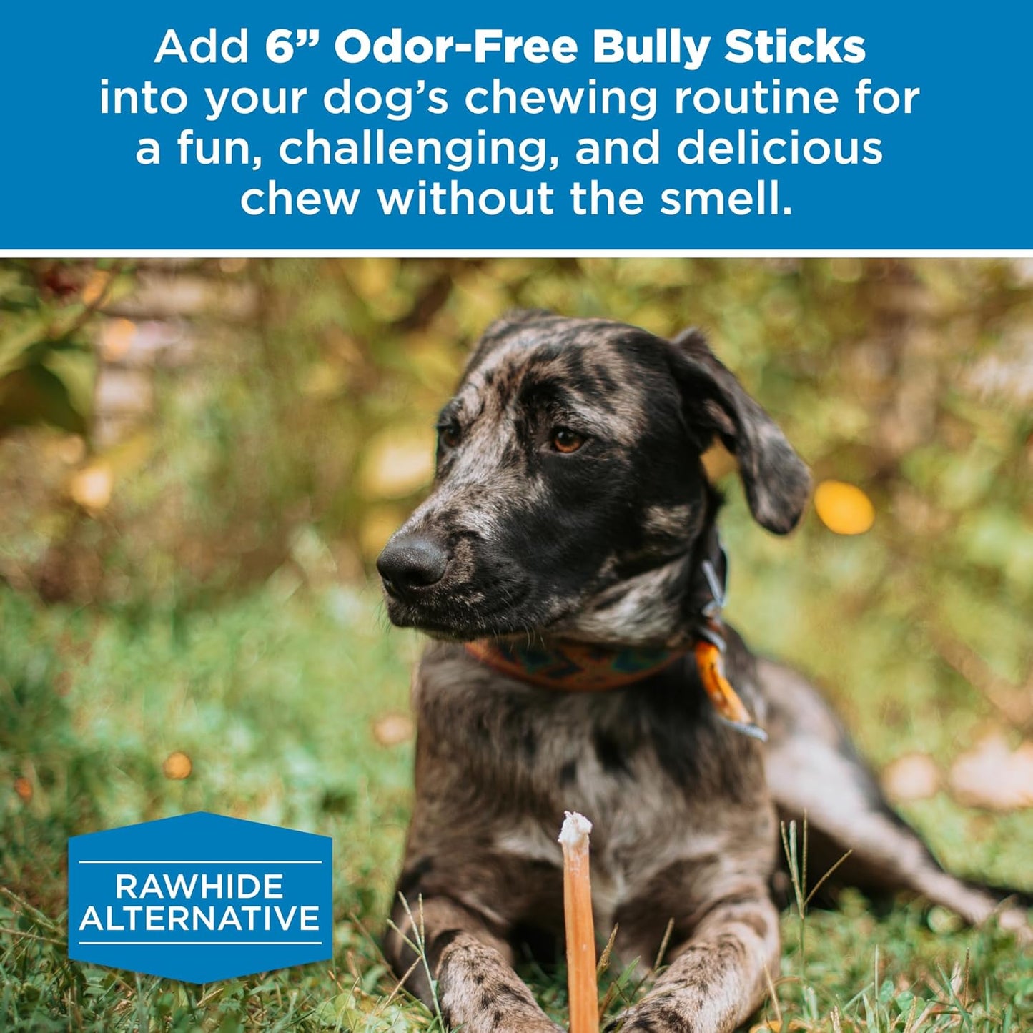 Best Bully Sticks Odor Free Bully Sticks for Dogs, Bulk Bag 100% Natural Grass-Fed Beef, Easily Digestible Bully Bones Grain and Rawhide Free Odorless Dog Bully Sticks for Large Dogs