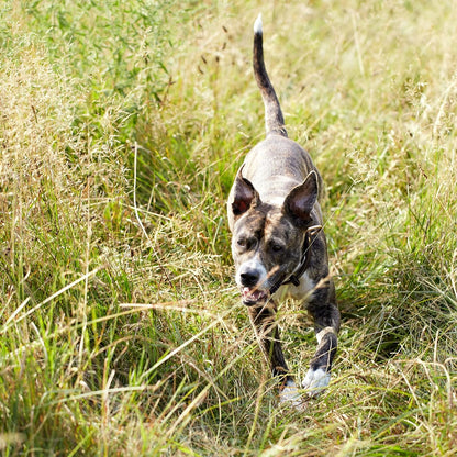 Nature’s Recipe Stew Lamb, Rice & Barley Recipe Wet Dog Food