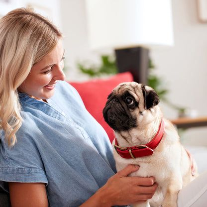 Milk-Bone Original Dog Treats Biscuits for Medium Dogs, 10 Pound