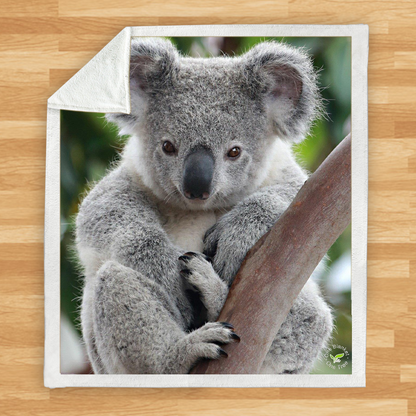 Couverture Koala V1 - Plantes Un Arbre