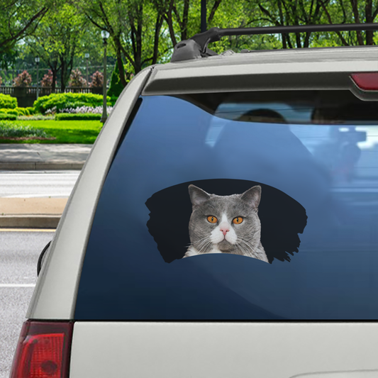 Misty Morning - Autocollant de voiture pour fenêtre de chat British Shorthair V1