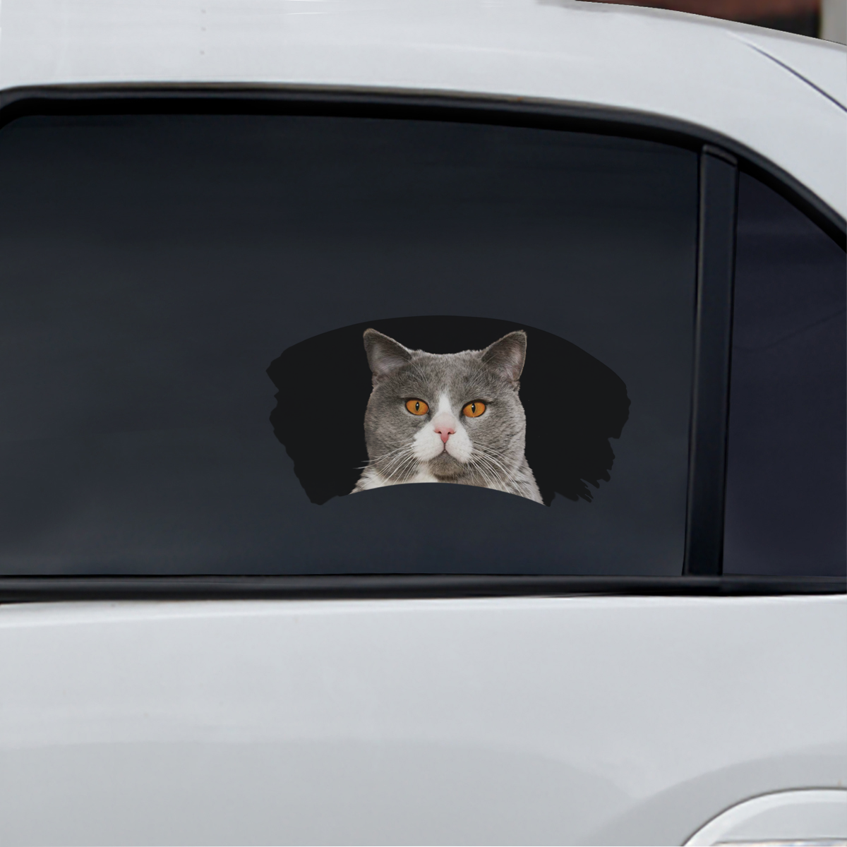 Misty Morning - British Shorthair Cat Window Car Decal V1