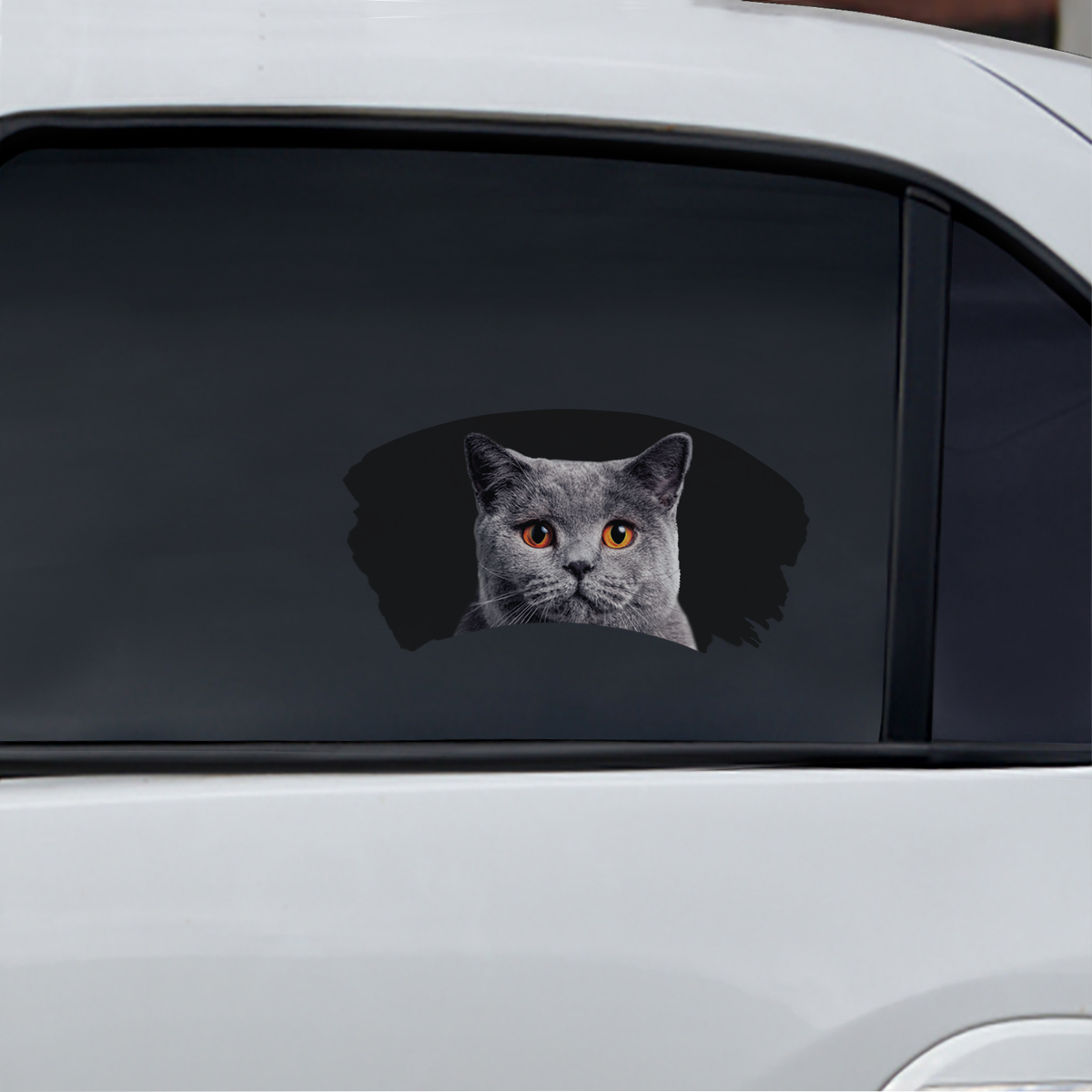 Misty Morning - British Shorthair Cat Window Car Decal V2