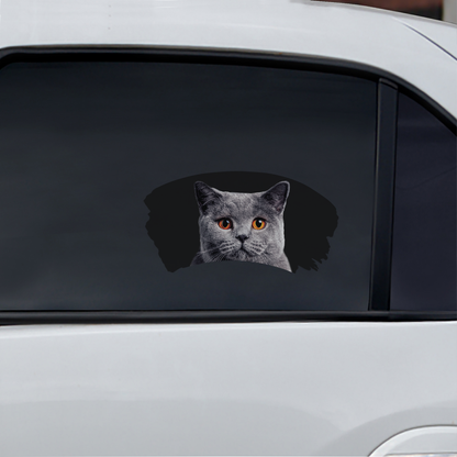 Misty Morning – Auto-Fensteraufkleber „British Shorthair Cat“ V2