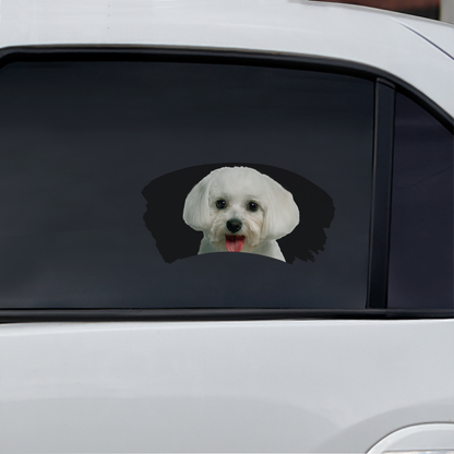 Misty Morning - Maltese Window Car Decal V1