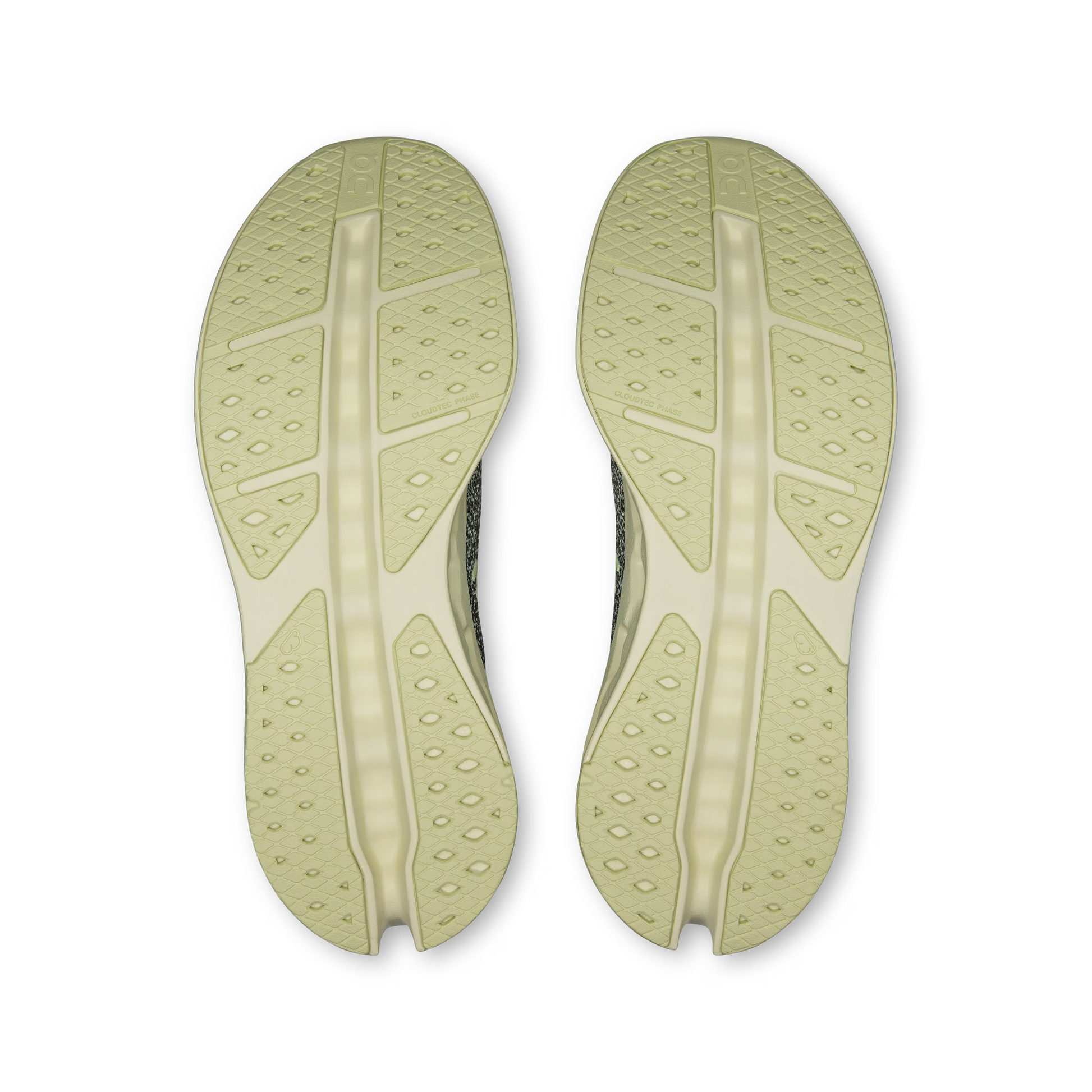 Olive | Seedling