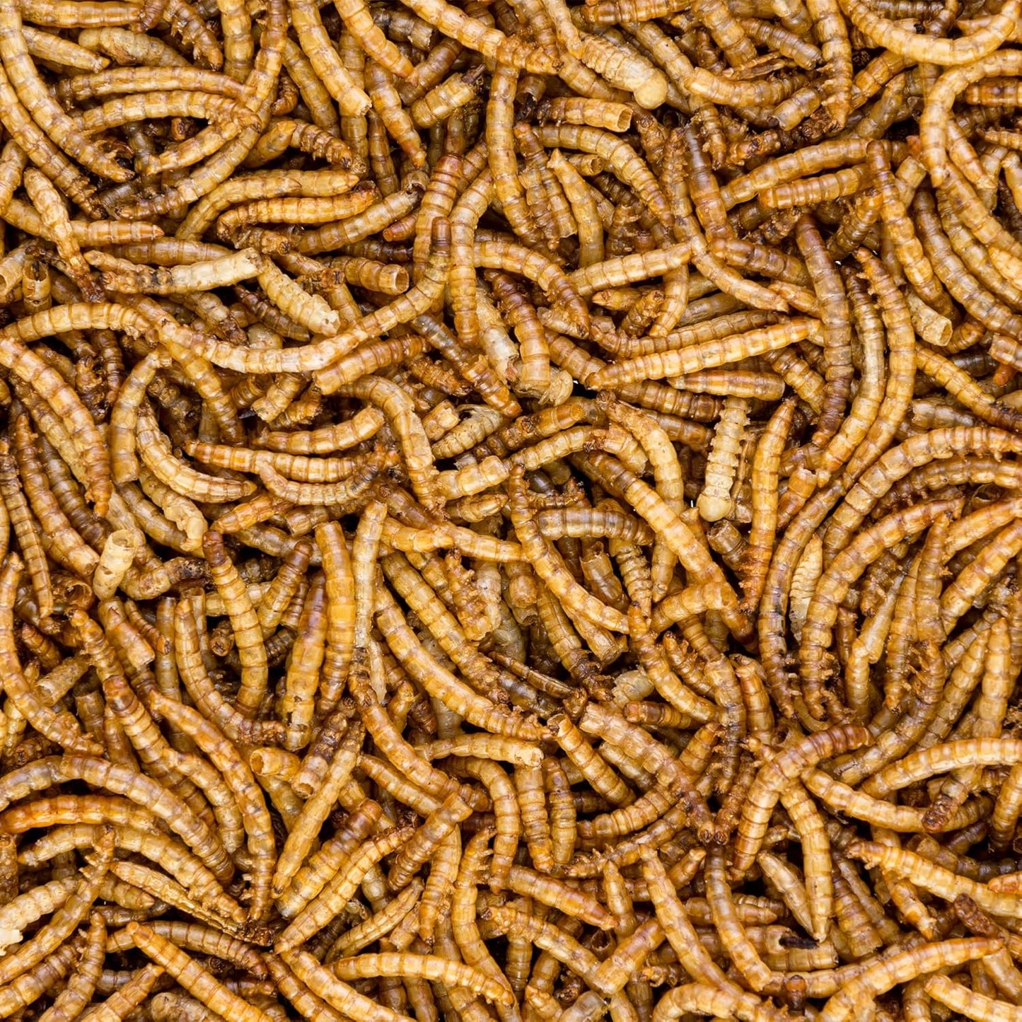 WN60 Dried Mealworms Non-Gmo High Protein and Fiber Treat for Chickens, Birds, Reptiles, Amphibians, Fish