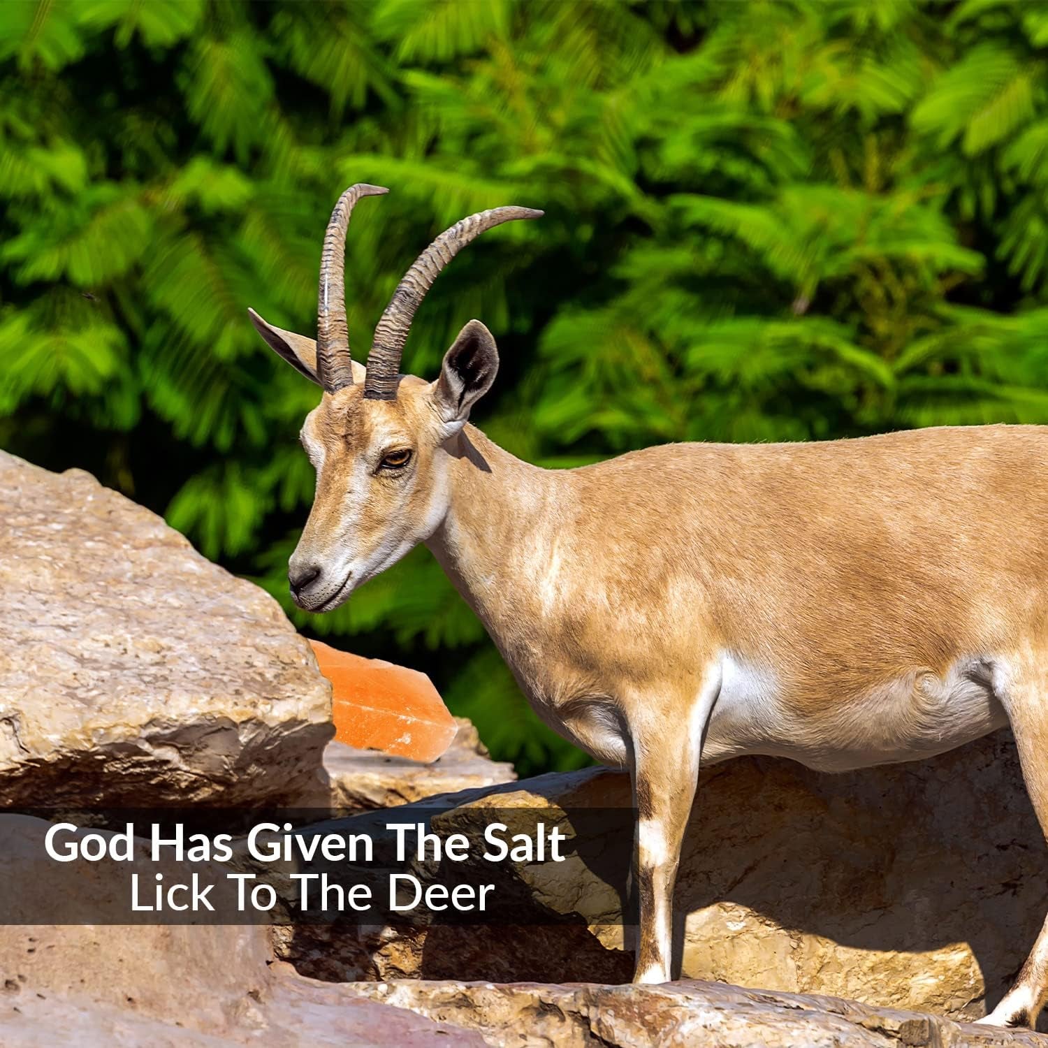 Himalayan Nature - Licking Salt for Deer