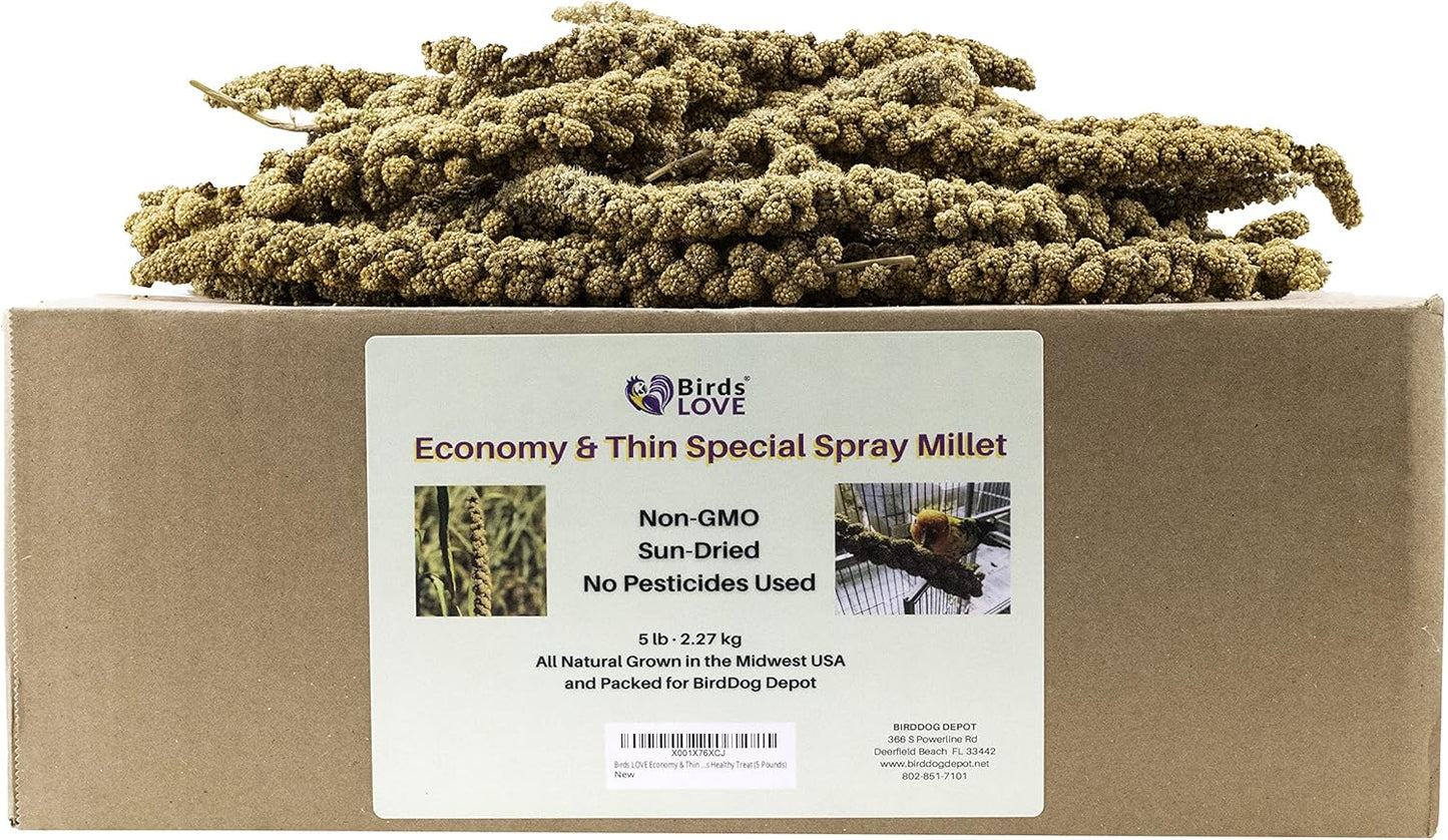 Birds LOVE Economy & Thin Special Spray Millet Gmo-Free (No Stems Only Edible Tops) for Birds Cockatiel Lovebird Parakeet Finch Canary All Parrots Healthy Treat