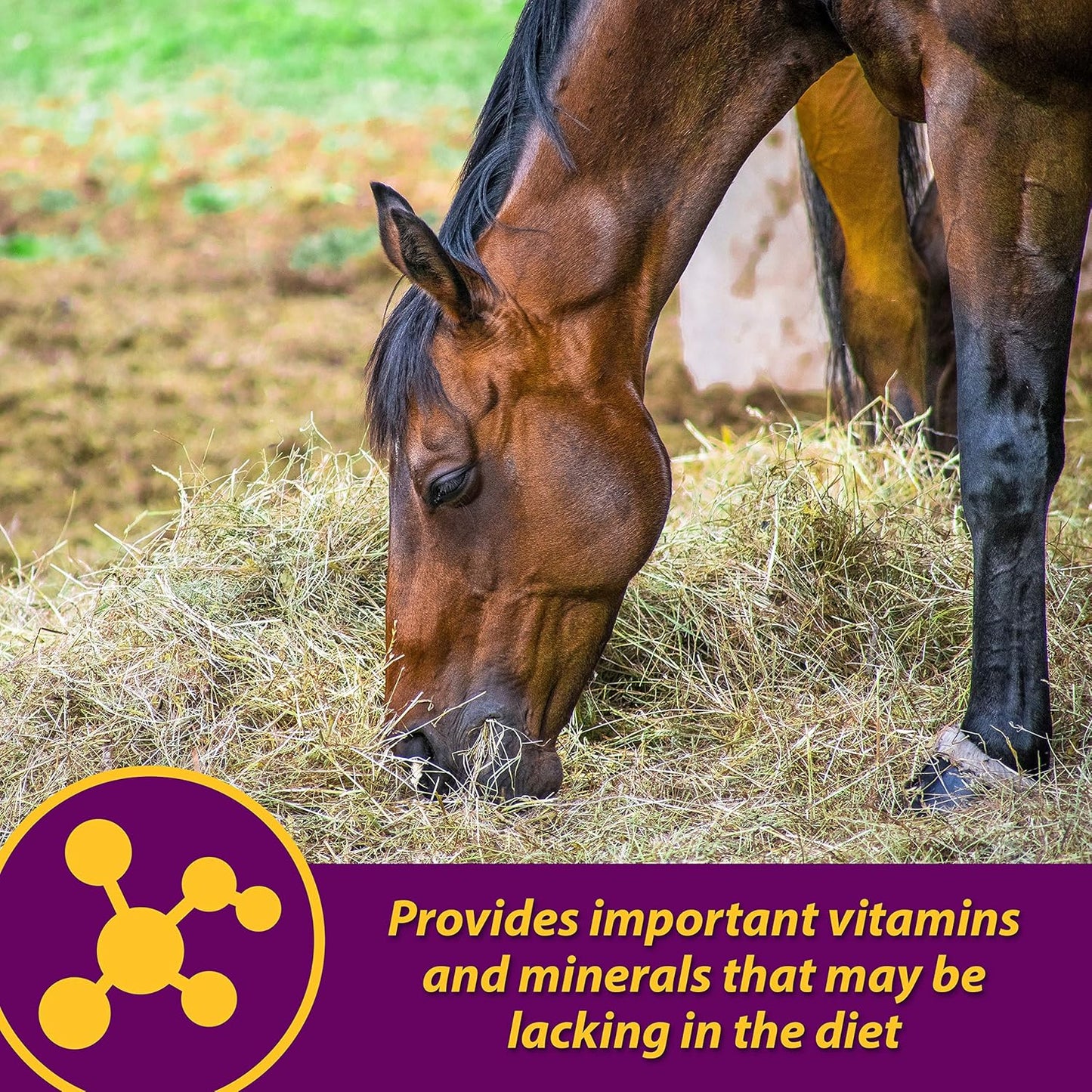 Farnam Horse Health Red Cell, Liquid Vitamin-Iron-Mineral Supplement for Horses, Helps Fill Important Nutritional Gaps in Horse'S Diet