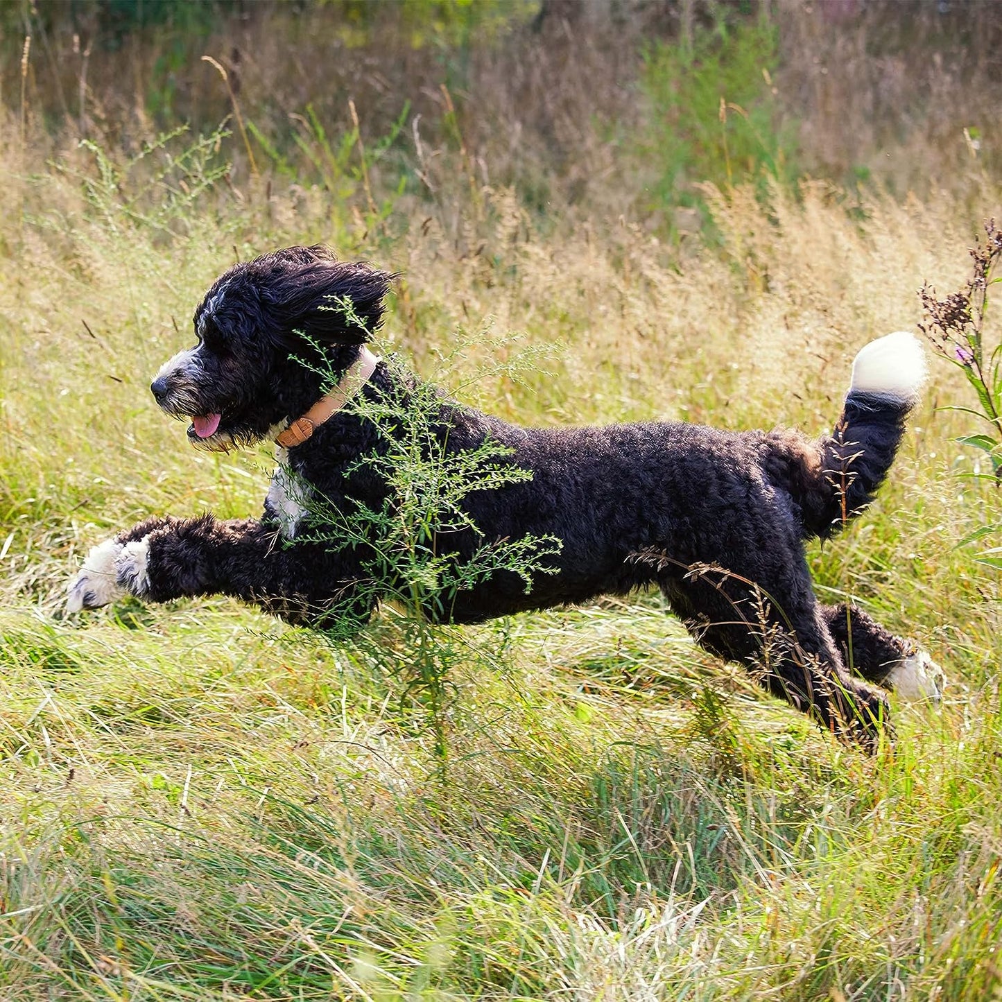 Nature’S Recipe Mature Lamb & Brown Rice Recipe Dry Dog Food