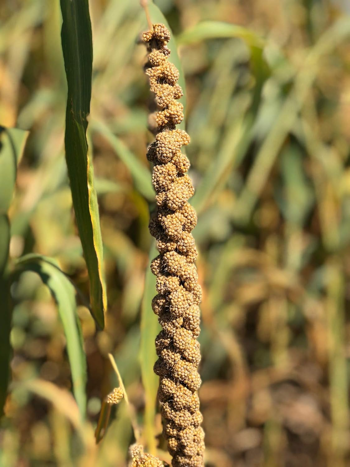 Birds LOVE Economy & Thin Special Spray Millet Gmo-Free (No Stems Only Edible Tops) for Birds Cockatiel Lovebird Parakeet Finch Canary All Parrots Healthy Treat