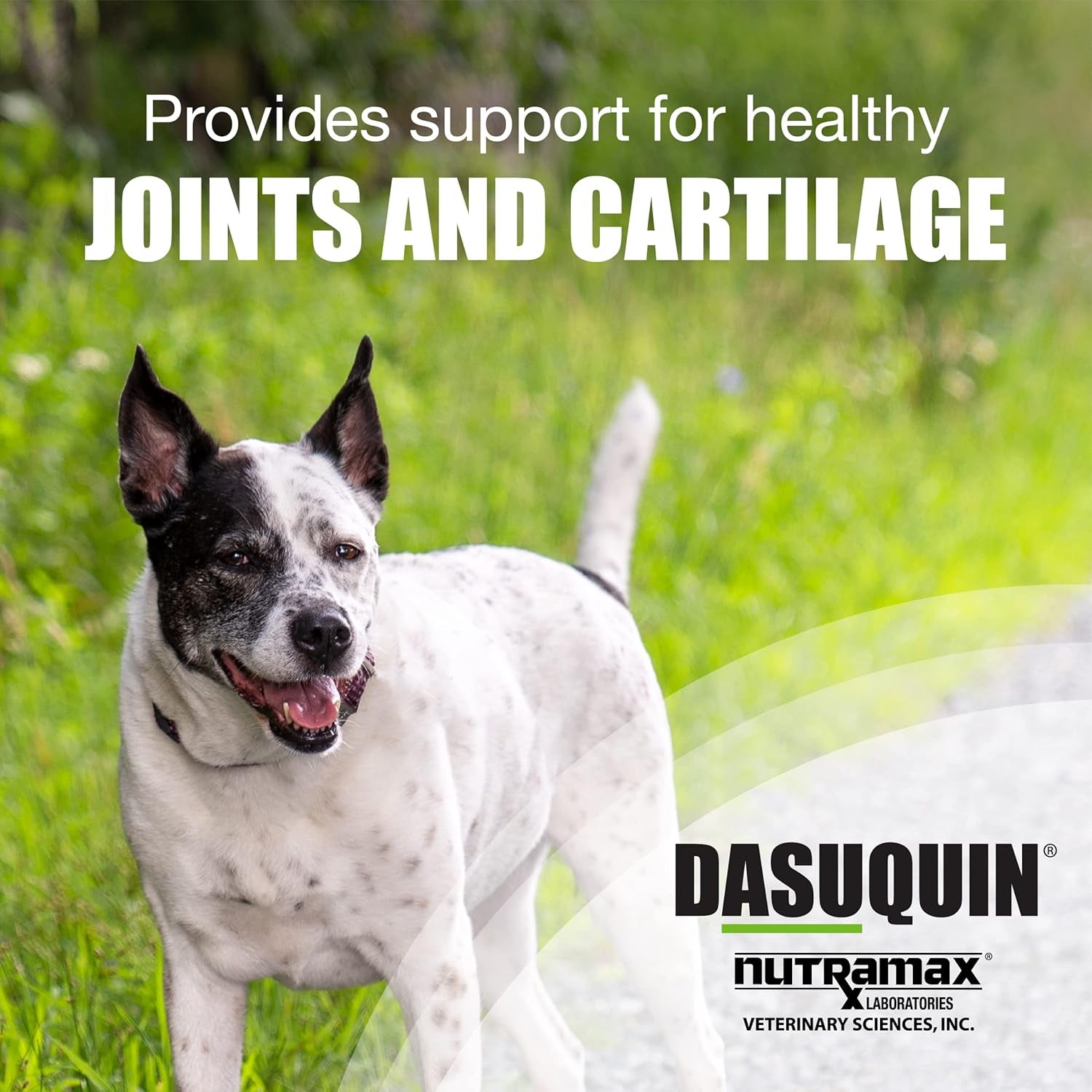 Nutramax Dasuquin Joint Health Supplement for Large Dogs - with Glucosamine, Chondroitin, ASU, Boswellia Serrata Extract, Green Tea Extract, 150 Chewable Tablets