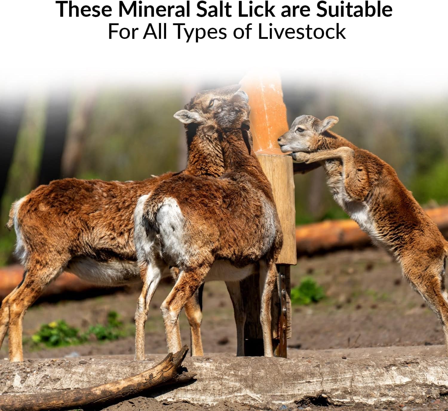 Himalayan Nature - Licking Salt for Deer