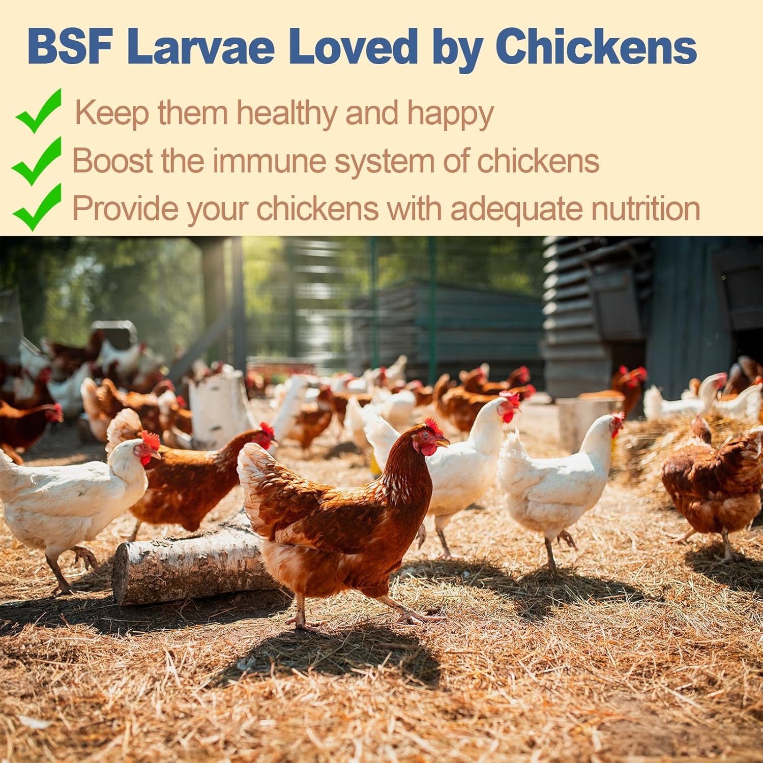 Dried Black Soldier Fly Larvae for Chickens - High Protein Chicken Food 100% Natural - BSF Larvae More Calcium than Dried Mealworms, Chicken Treats for Laying Hens Ducks Birds