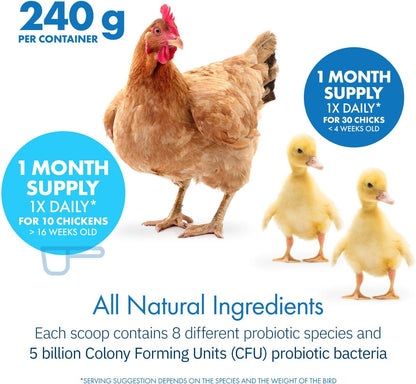 Healthygut Probiotics for Chickens & Poultry, All-Natural Digestive System Dietary Supplement (30 Scoops)