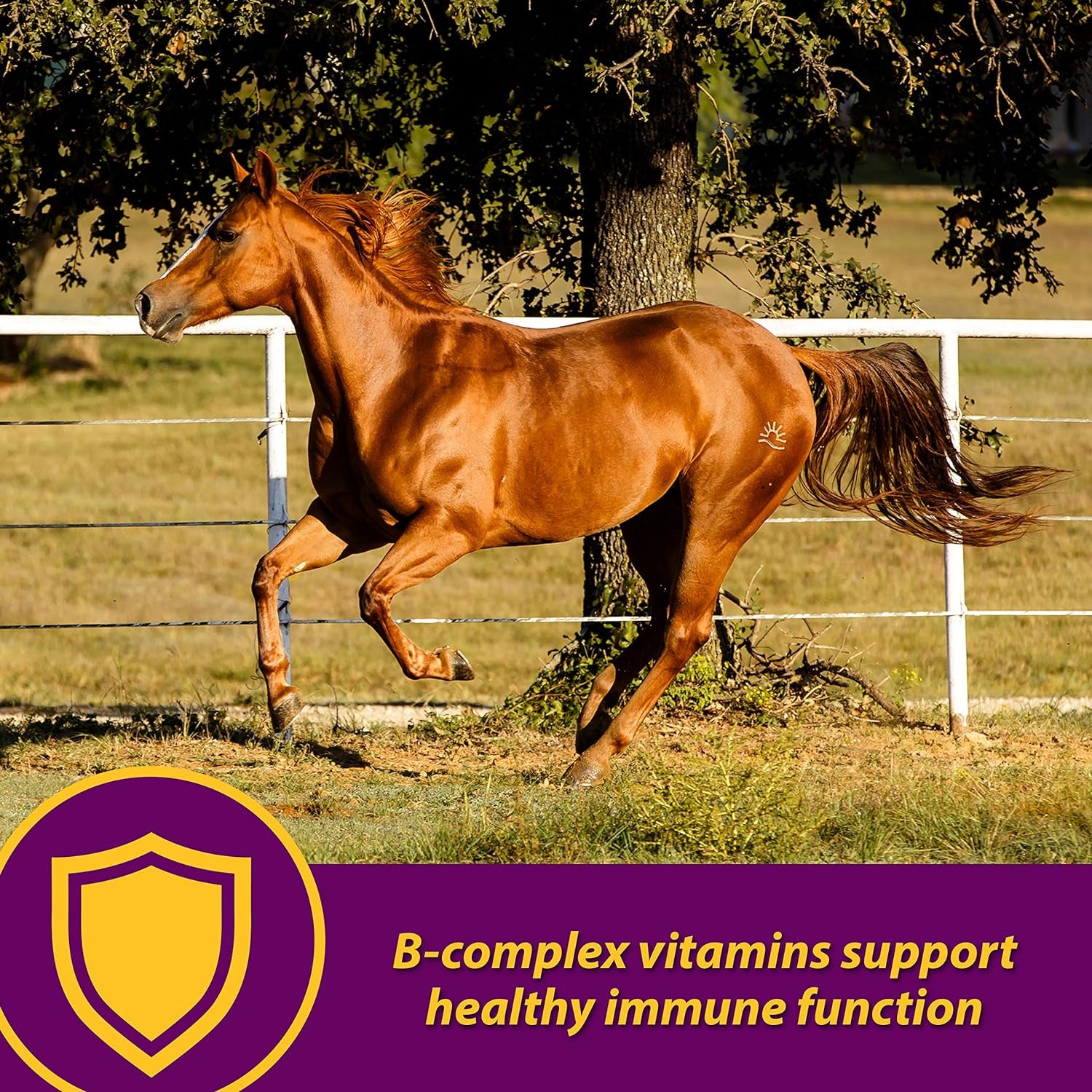 Farnam Horse Health Red Cell, Liquid Vitamin-Iron-Mineral Supplement for Horses, Helps Fill Important Nutritional Gaps in Horse'S Diet