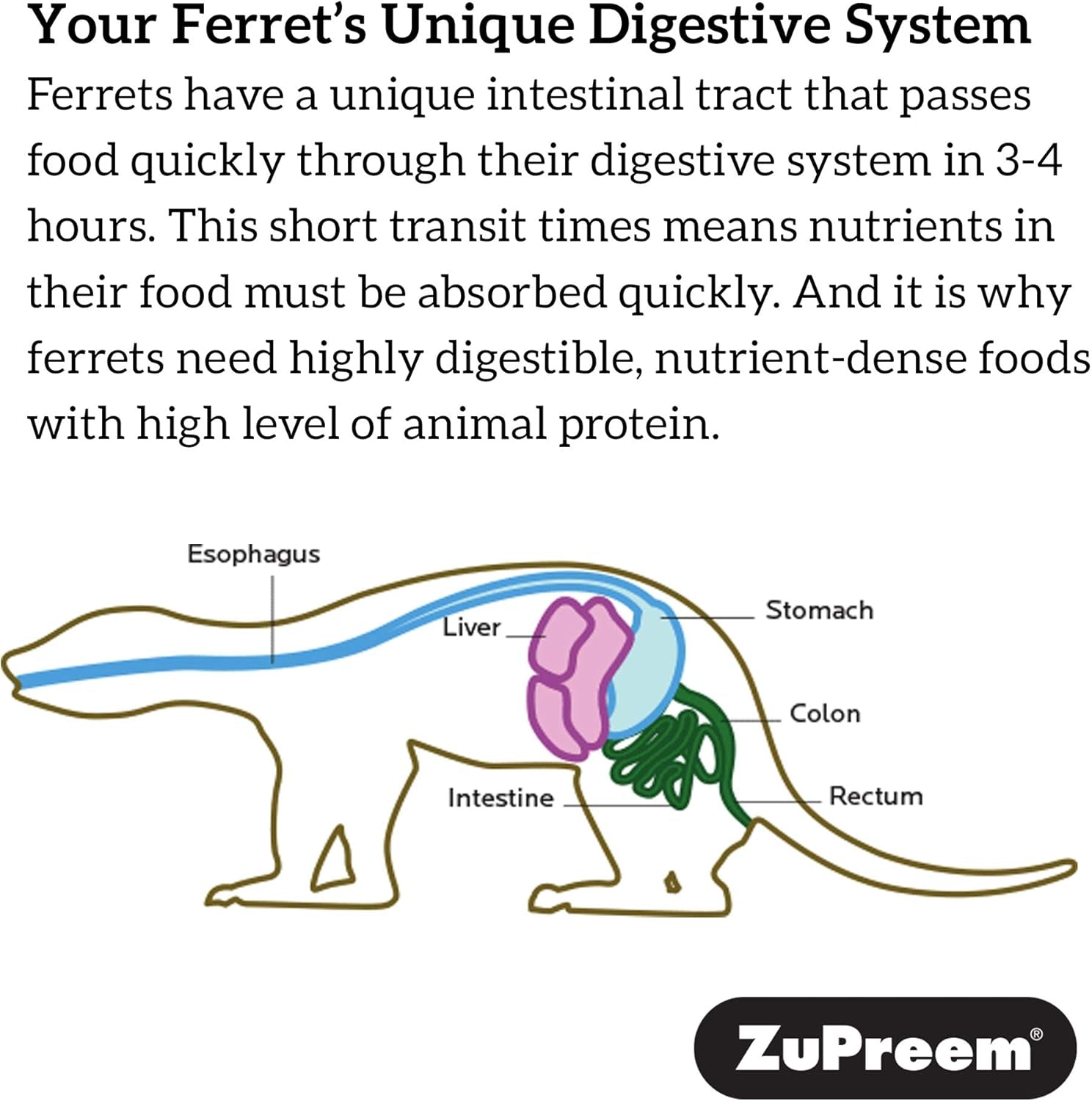 Zupreem Premium Daily Ferret Food, Made in USA, Complete Nutrition Diet, Highly Digestible, No Corn