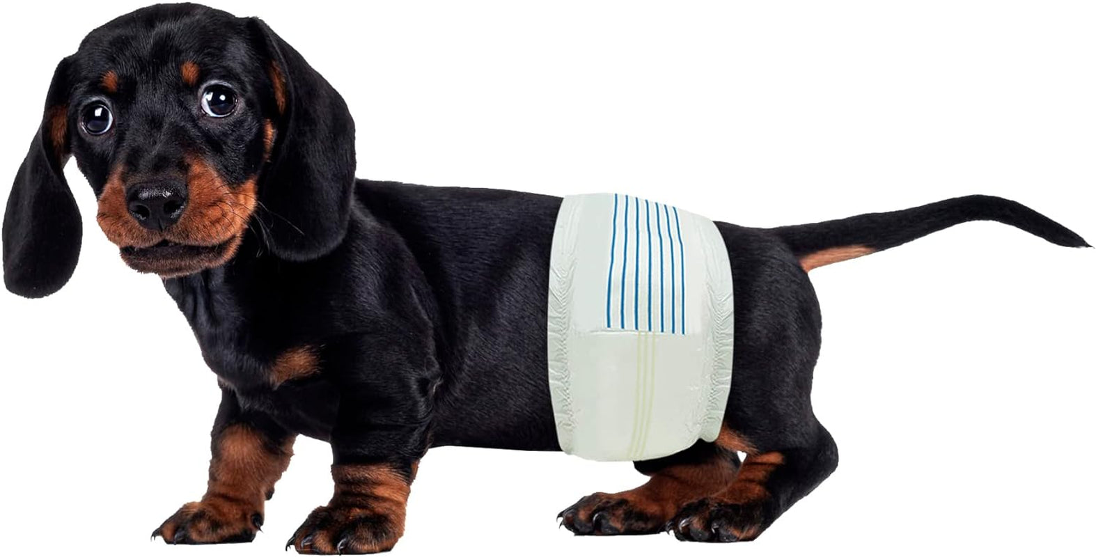 BV Dog Diapers Male Super Absorbent - 50 Count Male Dog Diapers Disposable - Doggie Diapers with Wetness Indicator - Adjustable Male Dog Wraps - Ideal for Incontinence/Training