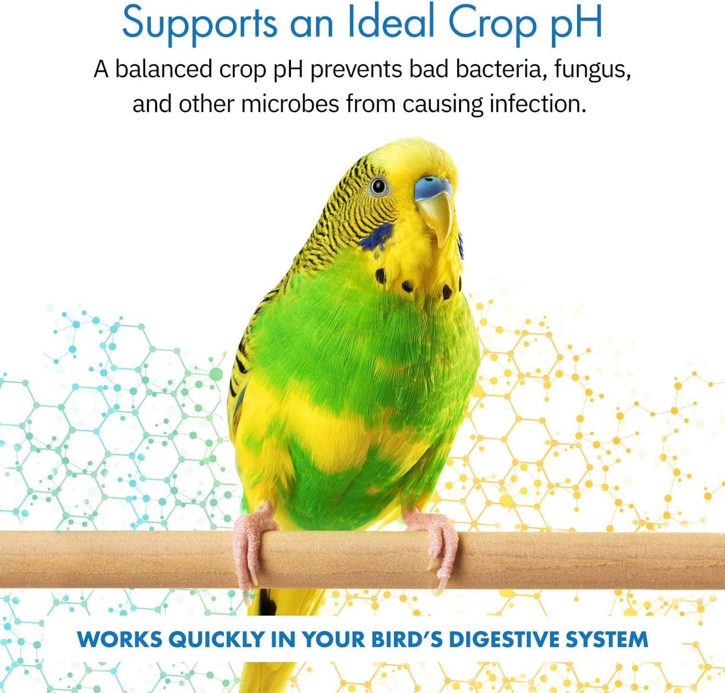 Healthygut™ Avian Probiotics Dietary Supplement for Parrots, All-Natural Digestive System Formula