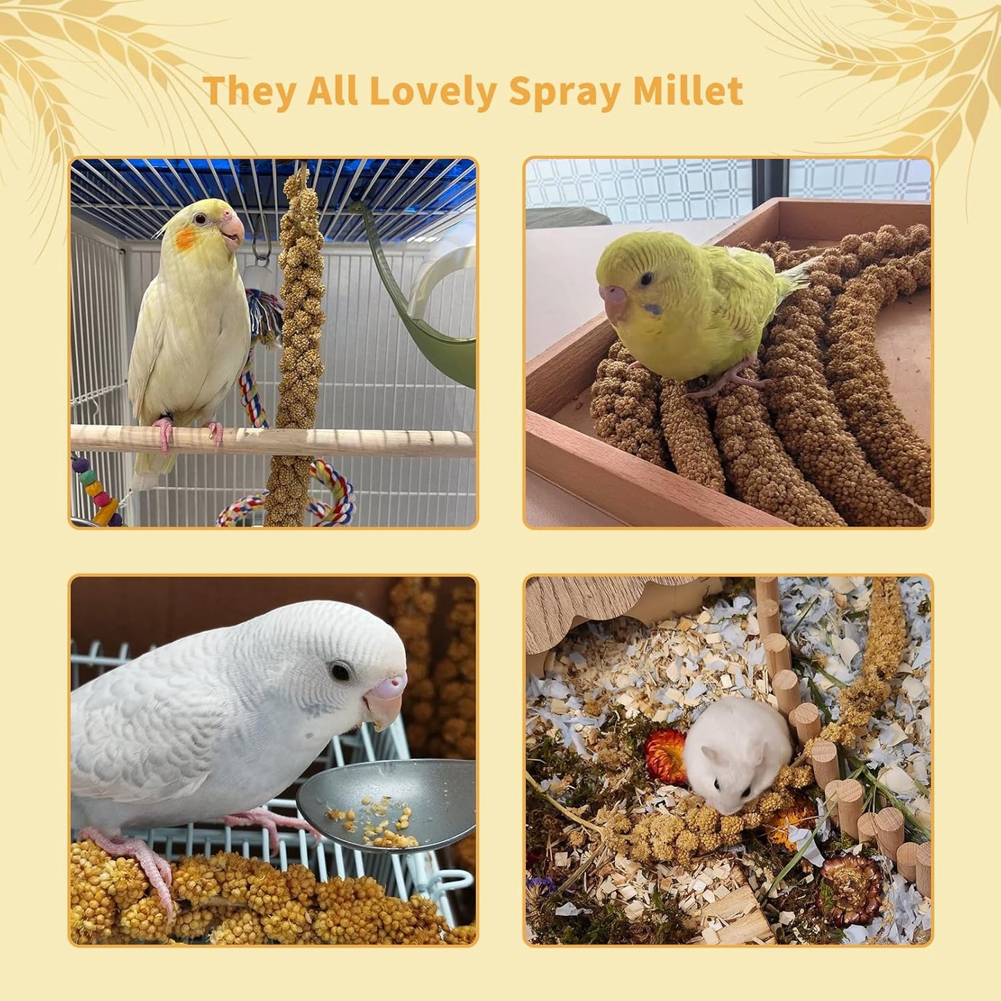 Fhiny Millet Spray for Birds, Natural Sun-Dried Millet for Birds Original Parakeet Food & Treats Spray Millet for Parakeets Parrots Cockatiels Lovebirds Finches Budgies Hamsters