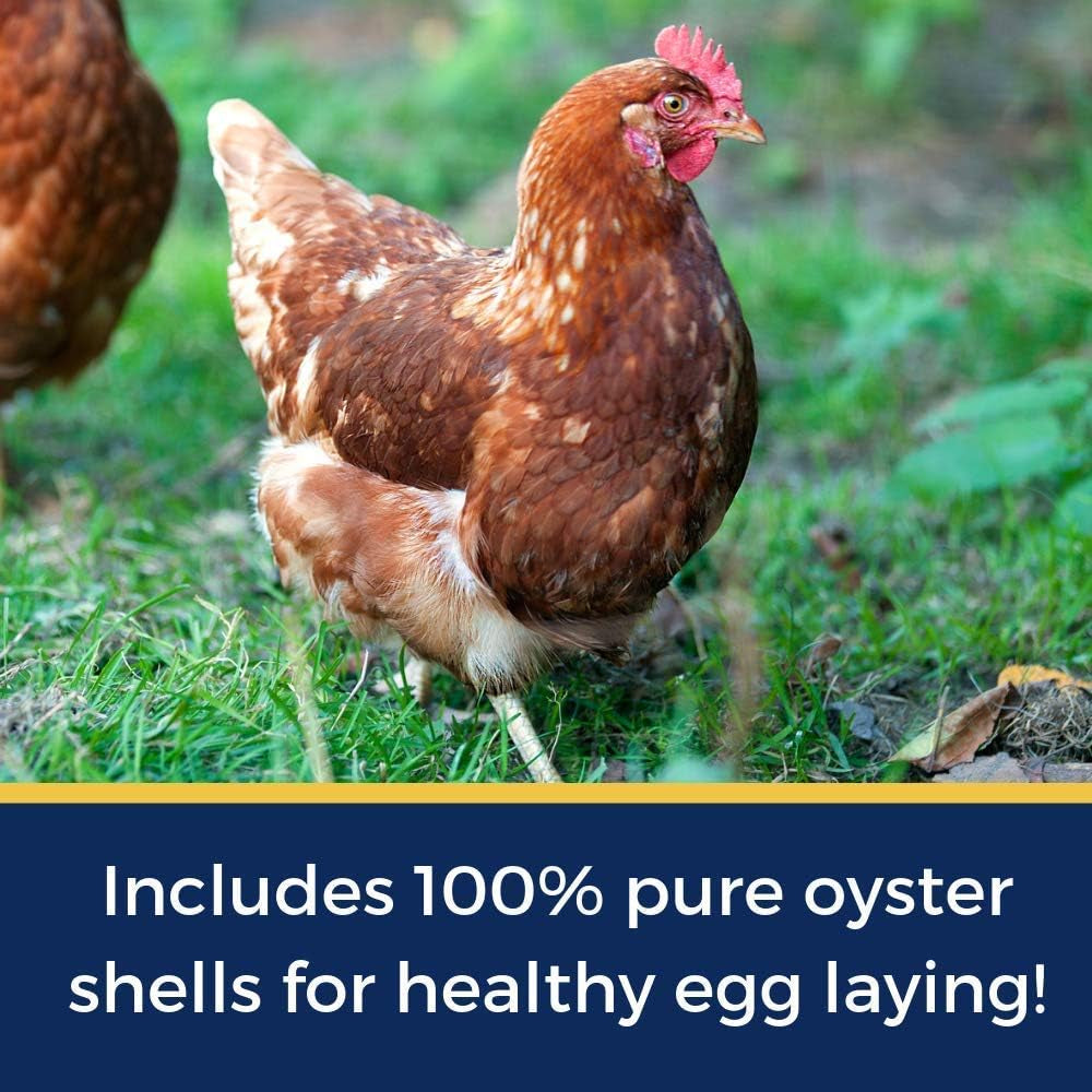 Pampered Chicken Mama Best Eggs Ever! Nesting Herbs for Chickens, Calcium Supplement for Chickens, Chicken Feed Supplies, Hen Treats for Coops